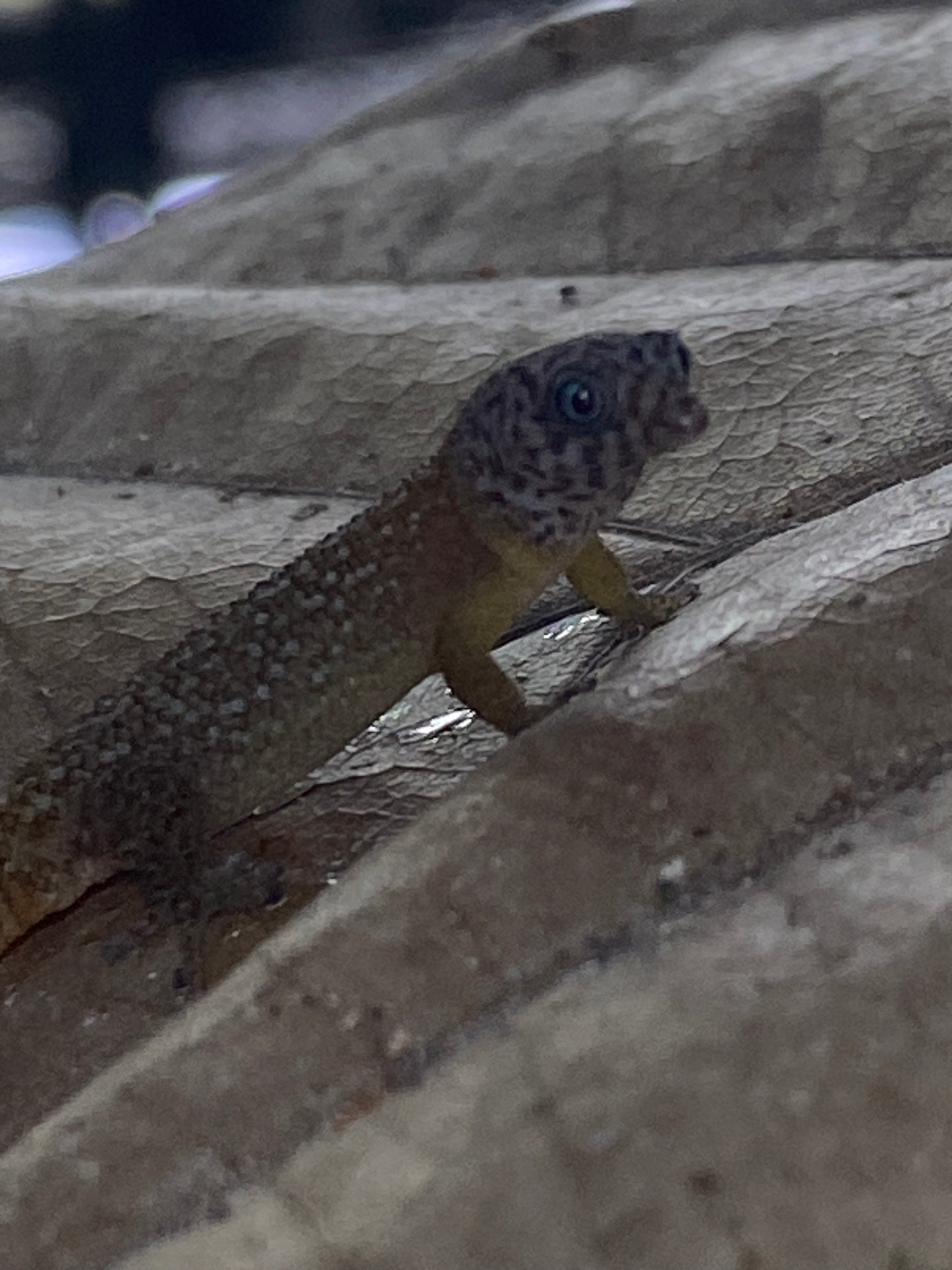 Sphaerodactylus
 Fantasticus Fantasticus