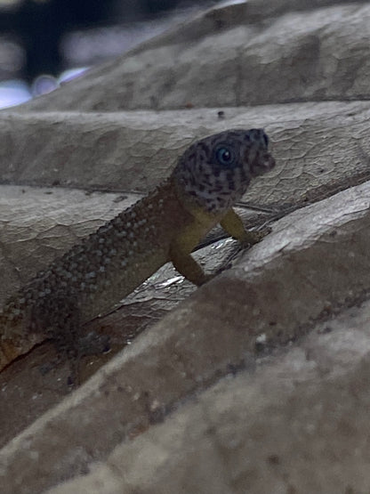 Sphaerodactylus
 Fantasticus Fantasticus