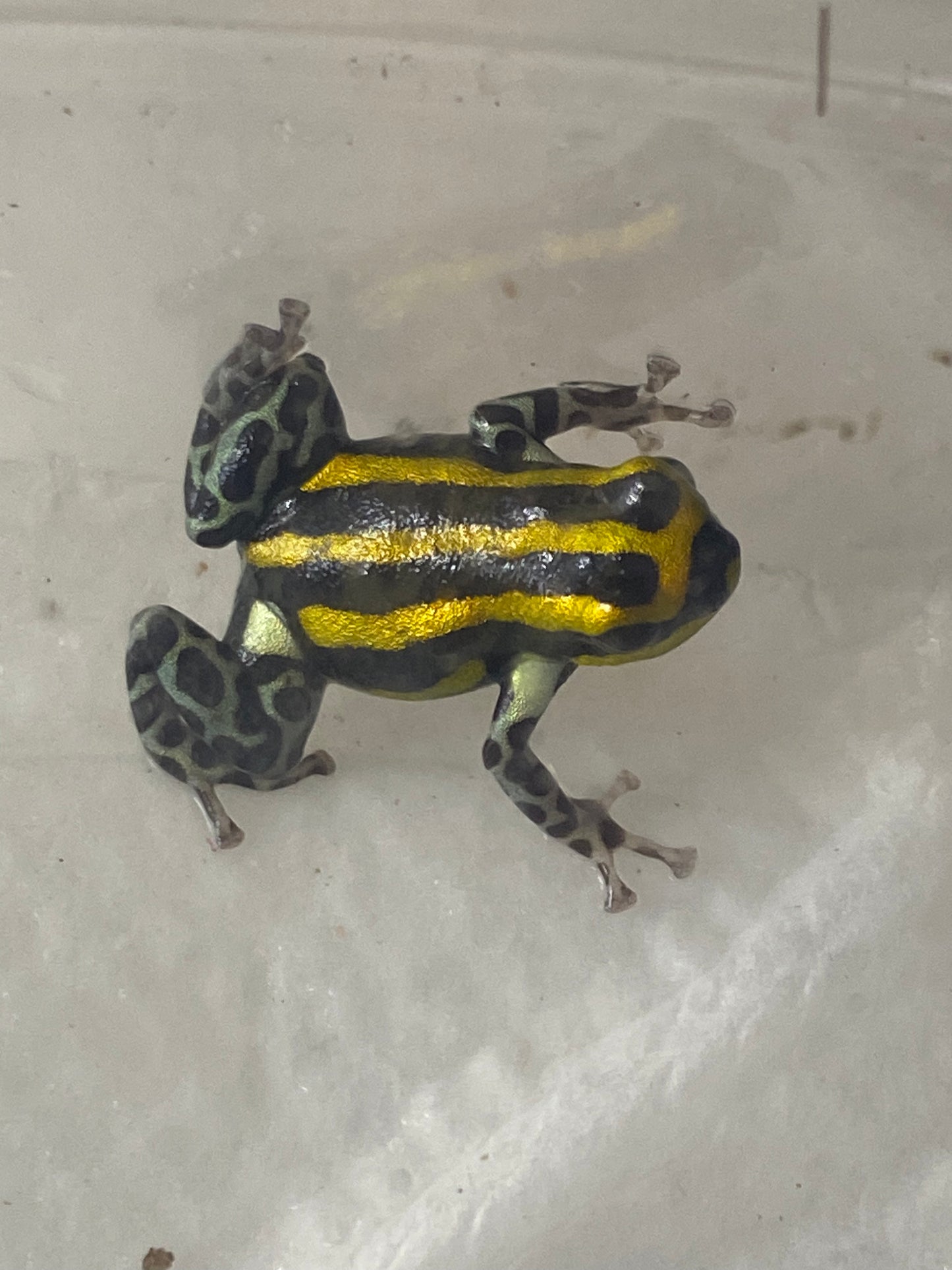 Ranitomeya sirensis “Rio Pachitea Yellow” dart frog