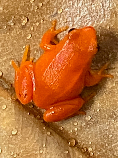 Golden Mantella (Mantella Aurantiaca)