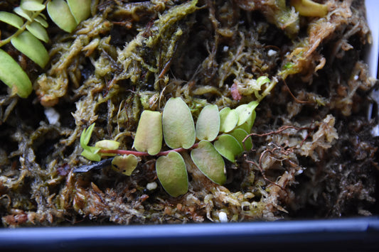 Marcgravia sp. "White Margin Colombia"