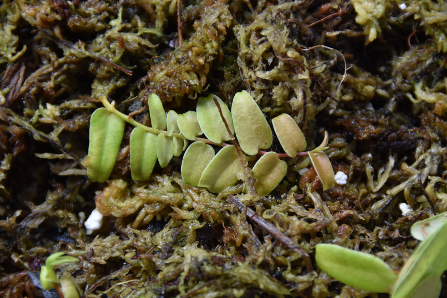 Marcgravia sp. "White Margin Colombia"