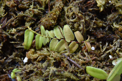 Marcgravia sp. "White Margin Colombia"