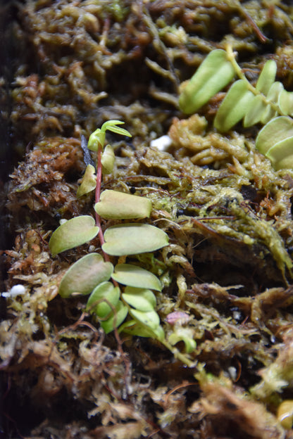Marcgravia sp. "White Margin Colombia"