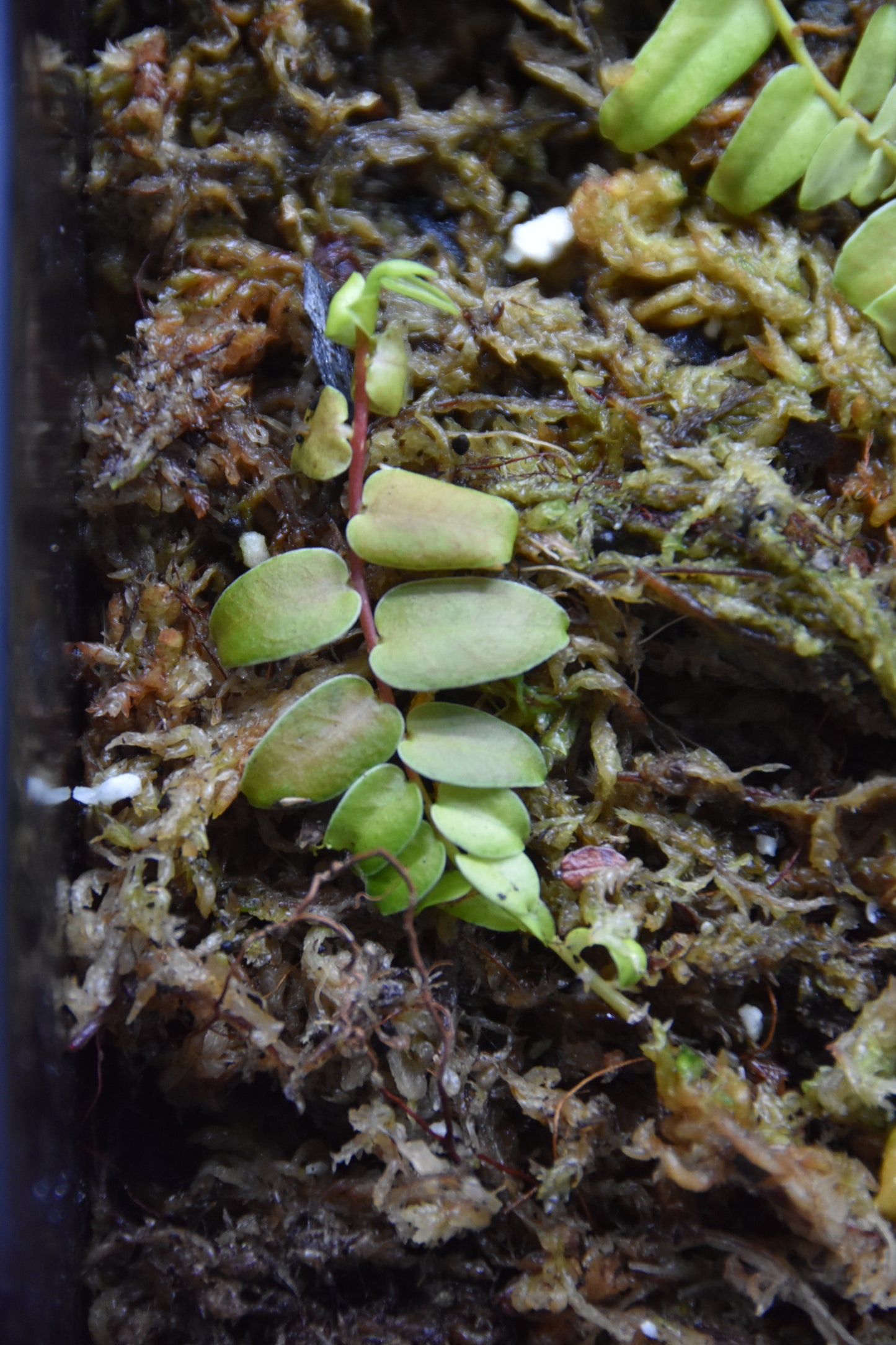 Marcgravia sp. "White Margin Colombia"