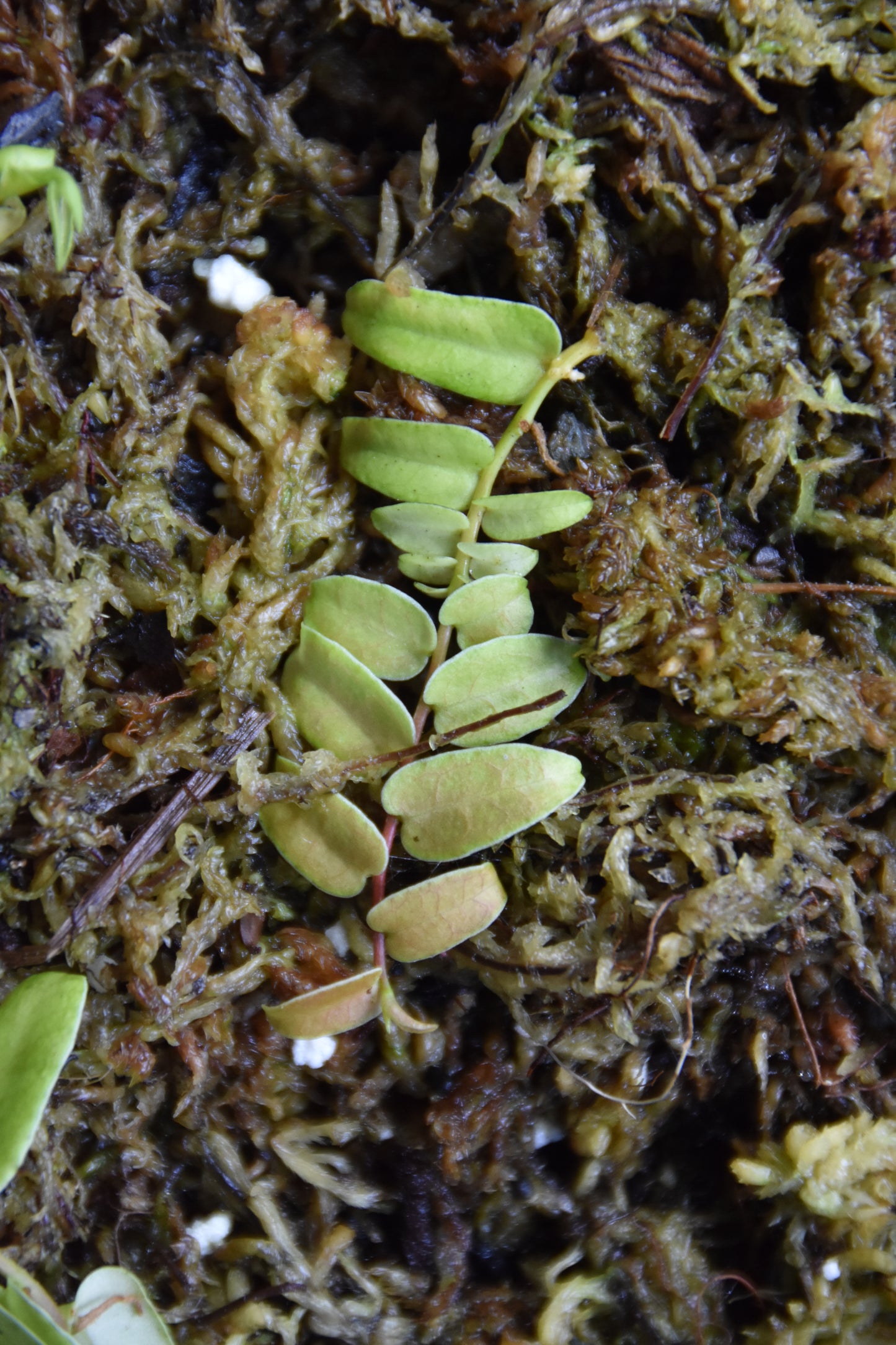 Marcgravia sp. "White Margin Colombia"