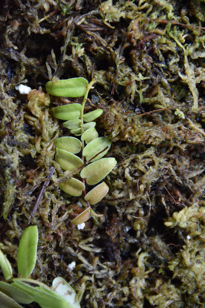 Marcgravia sp. "White Margin Colombia"
