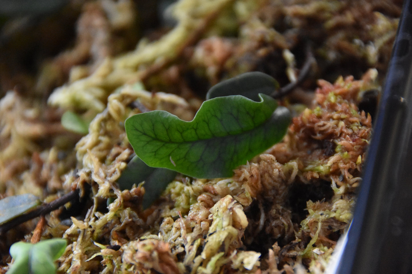 Microgramma sp. "White Sands"
