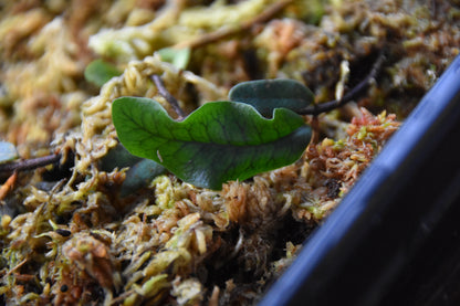 Microgramma sp. "White Sands"