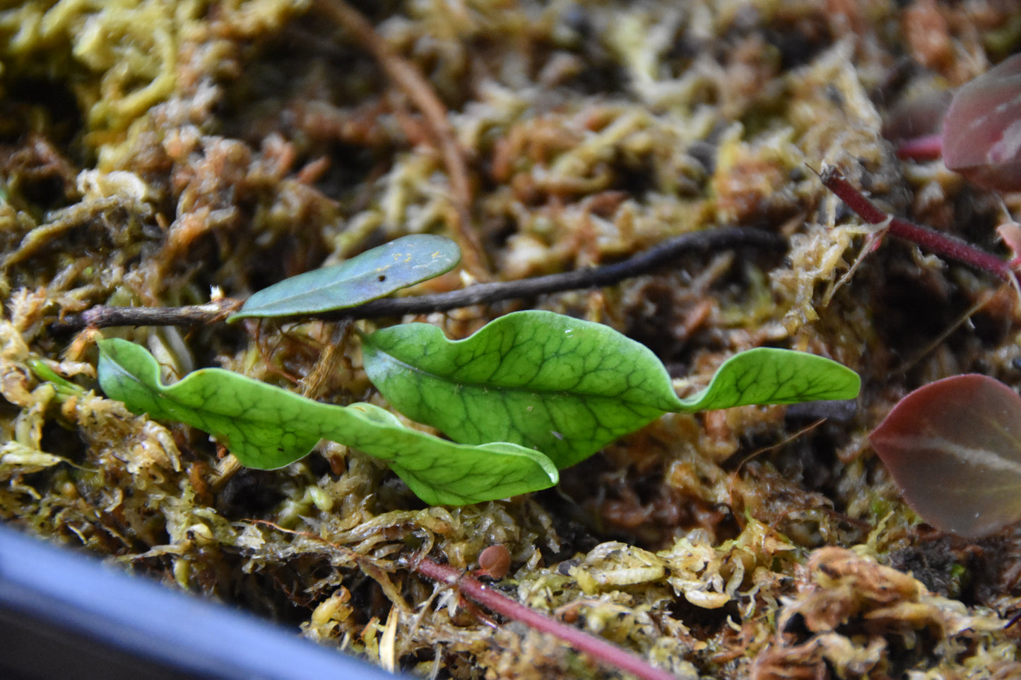 Microgramma sp. "White Sands"
