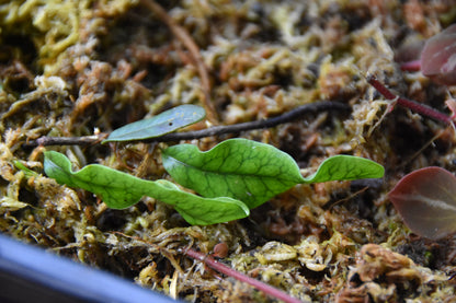 Microgramma sp. "White Sands"