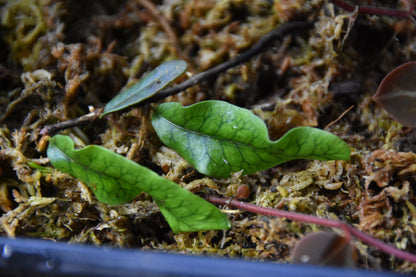 Microgramma sp. "White Sands"