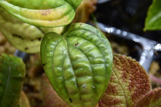 Monstera karstenianum (Monstera Peru)