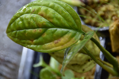 Monstera karstenianum (Monstera Peru)