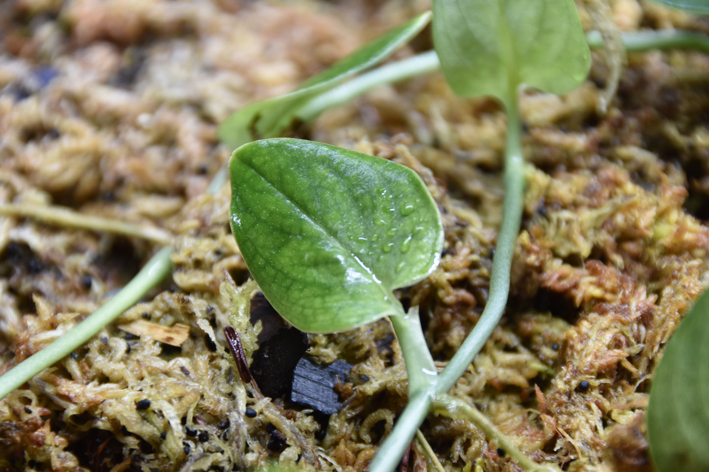 Monstera sp Dark Velvet