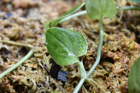 Monstera sp Dark Velvet