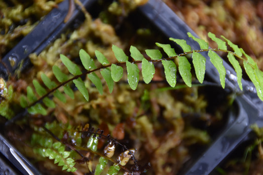 Nephrolepis biserrata