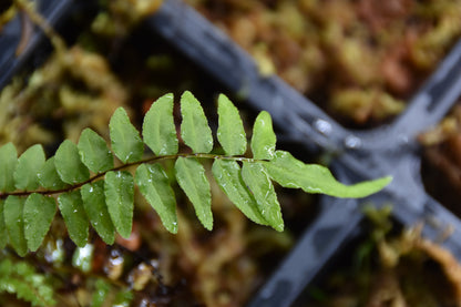 Nephrolepis biserrata