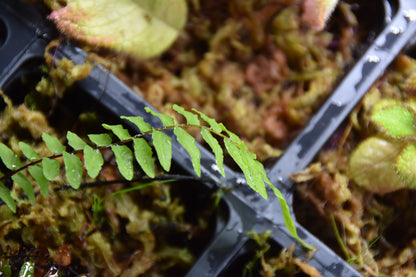 Nephrolepis biserrata