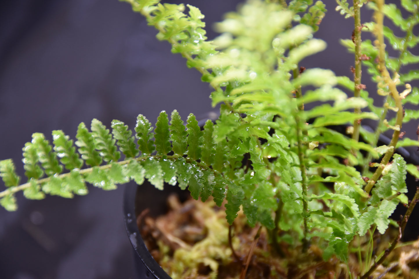 Nephrolepis exaltata "fluffy ruffles"