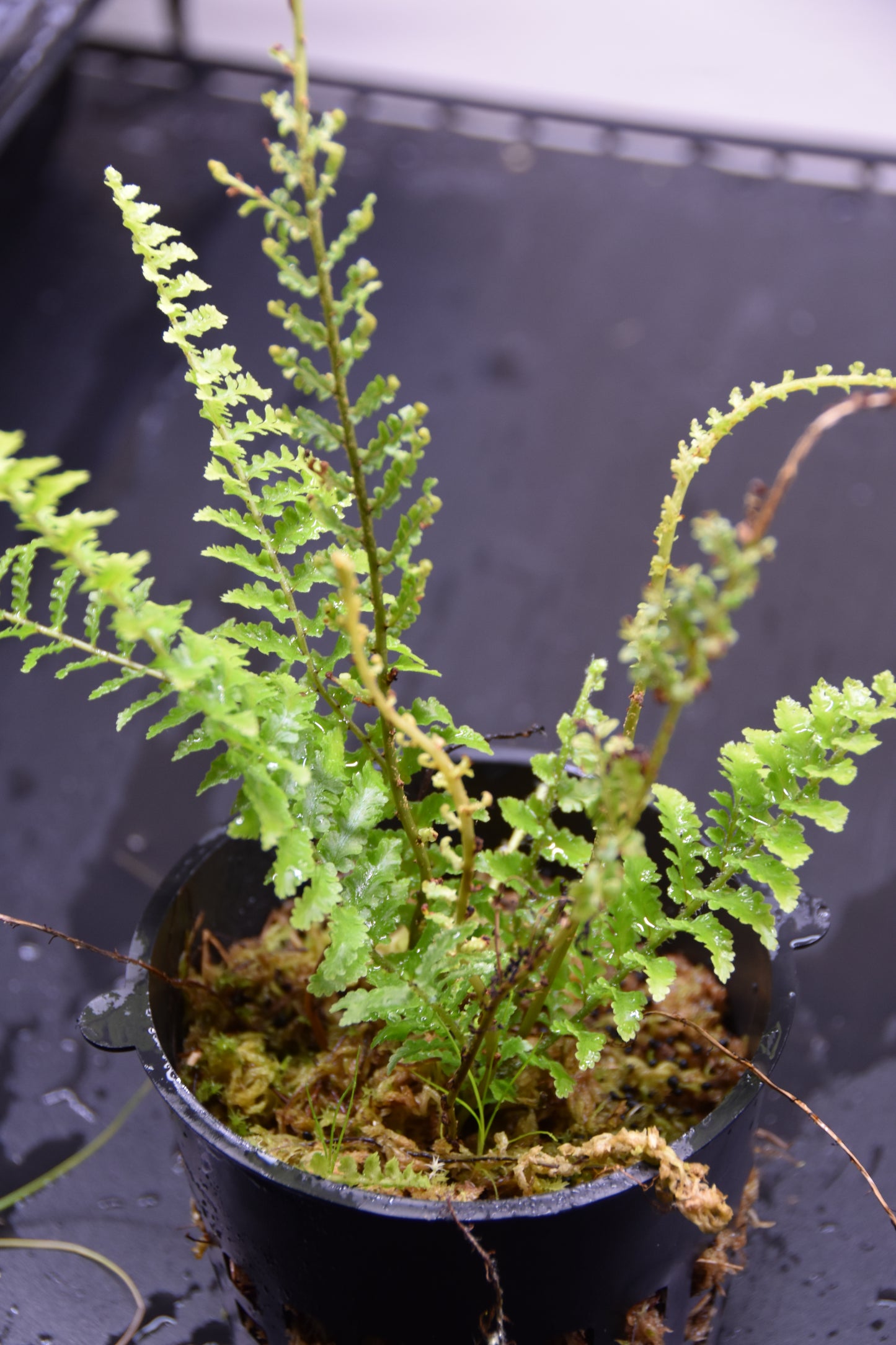 Nephrolepis exaltata "fluffy ruffles"