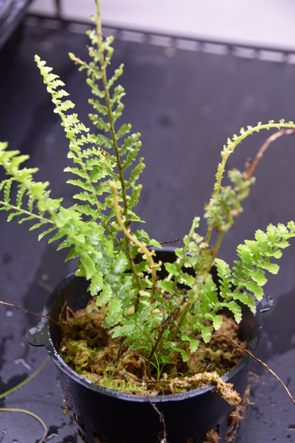 Nephrolepis exaltata "fluffy ruffles"