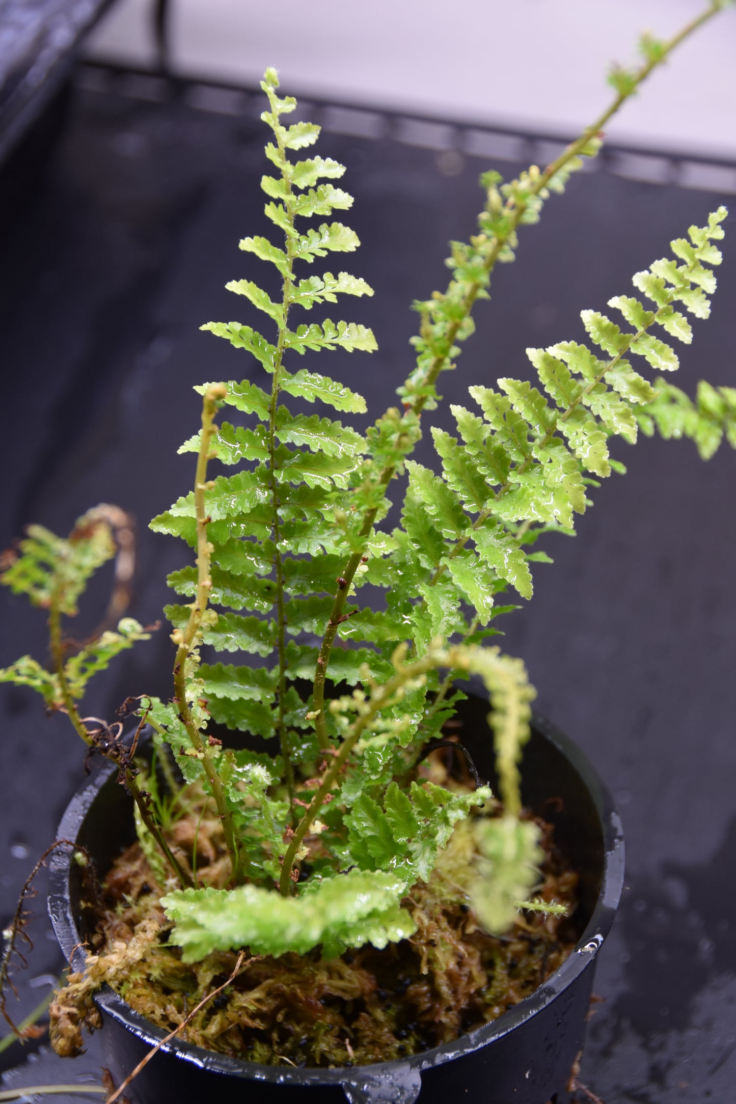 Nephrolepis exaltata "fluffy ruffles"