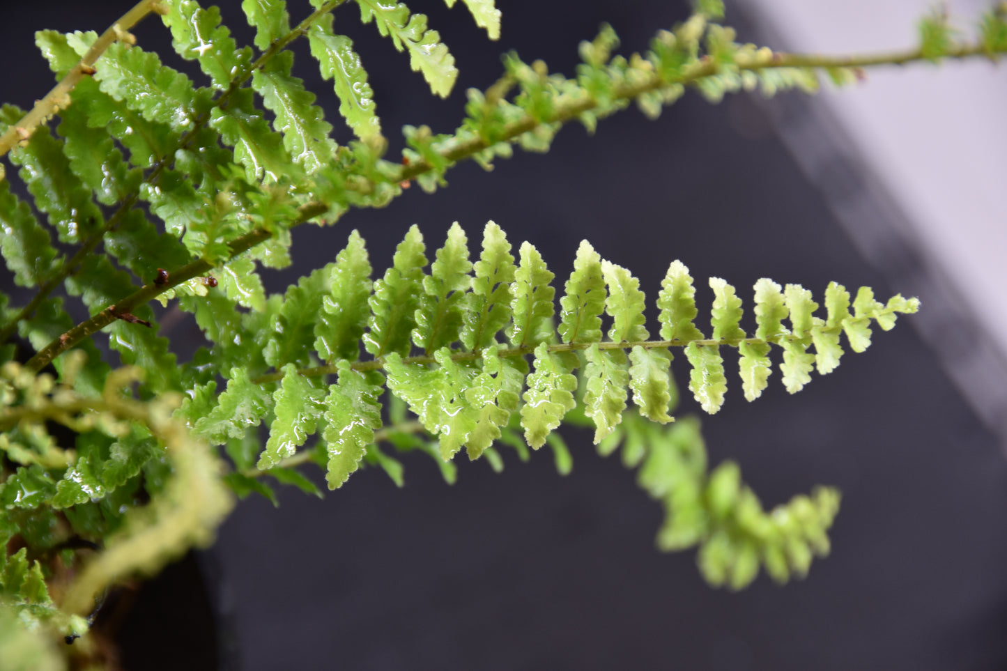 Nephrolepis exaltata "fluffy ruffles"