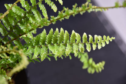 Nephrolepis exaltata "fluffy ruffles"