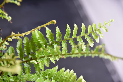 Nephrolepis exaltata "fluffy ruffles"