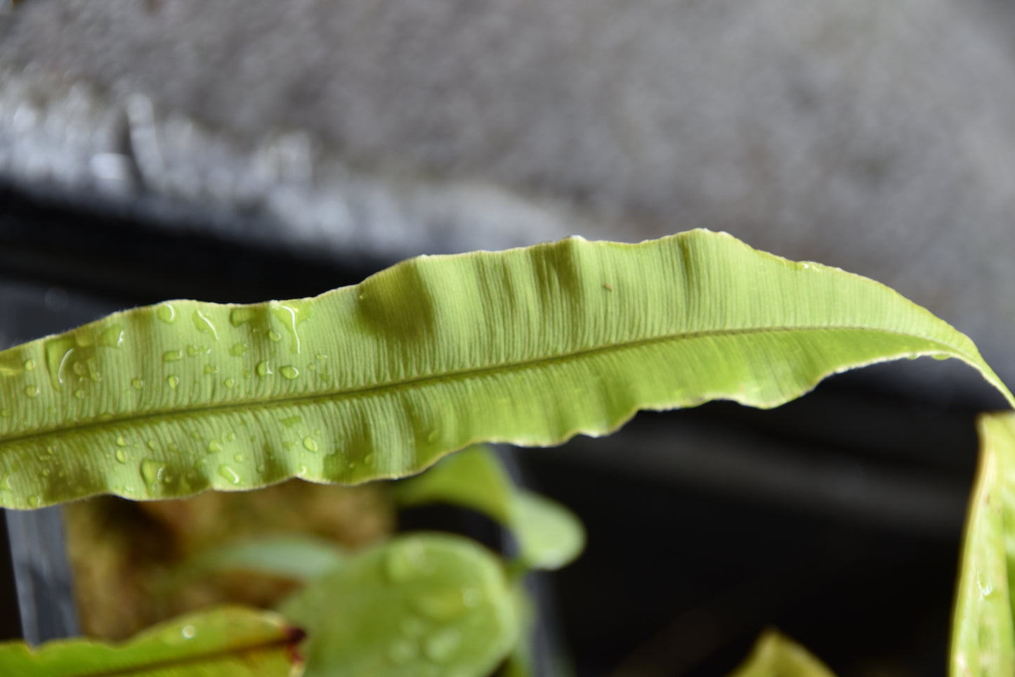 Oleandra fern sp. Ecuador