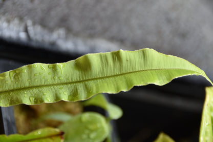 Oleandra fern sp. Ecuador