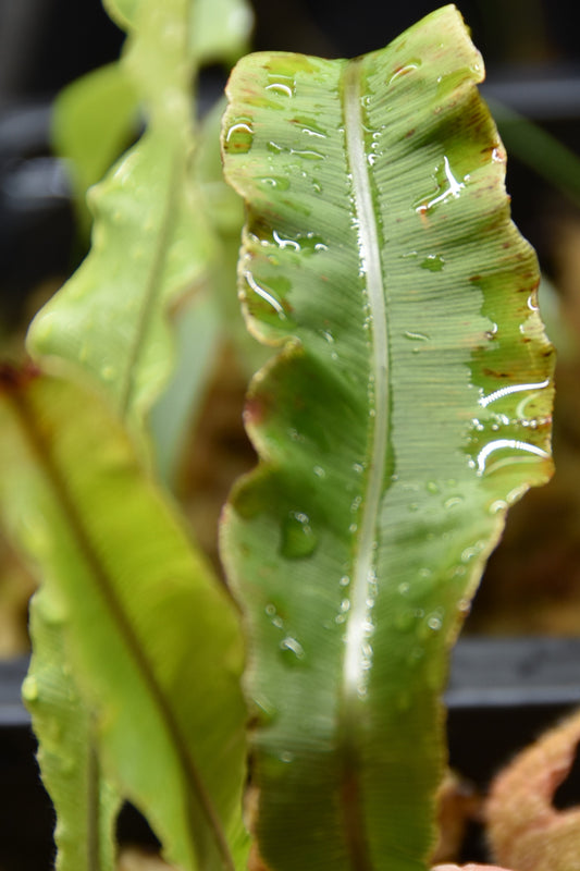 Oleandra fern sp. Ecuador