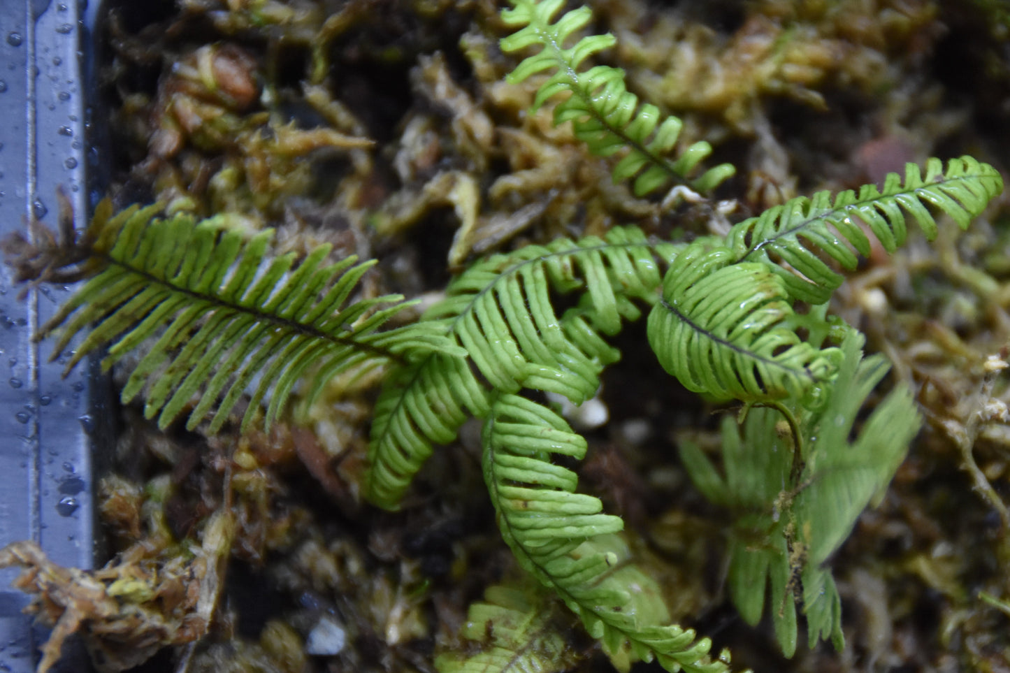 Pecluma aff Filicula