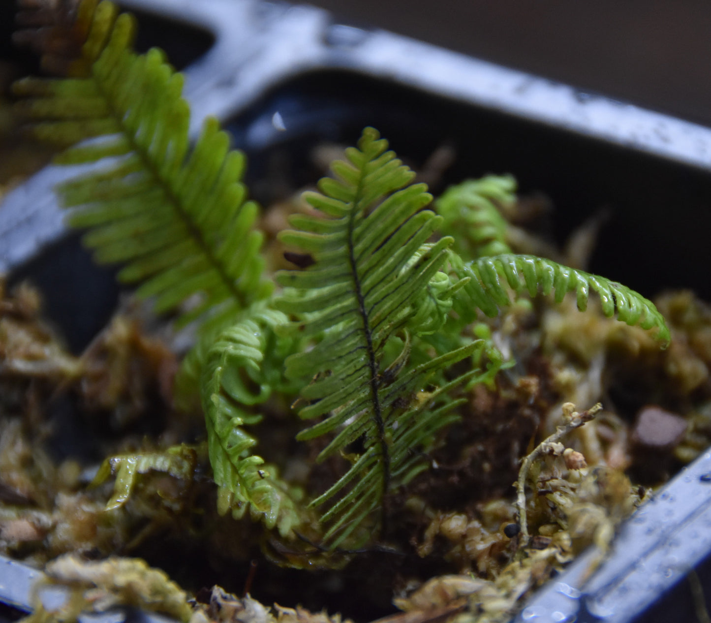 Pecluma aff Filicula