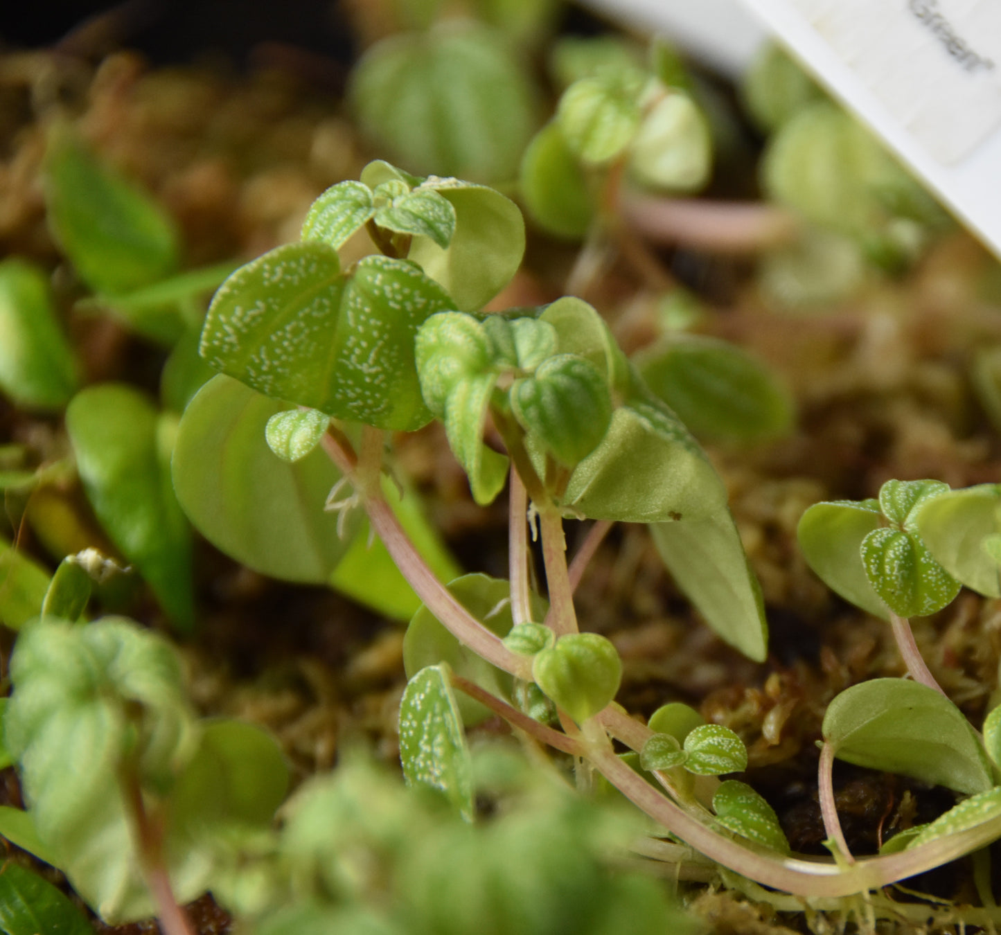 Peperomia Antoniana "Green"