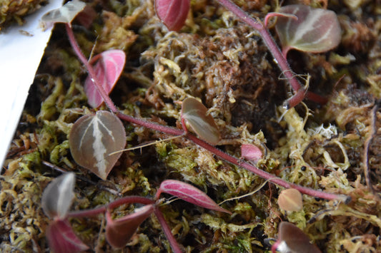 Peperomia bicolor Peru "Type 1"