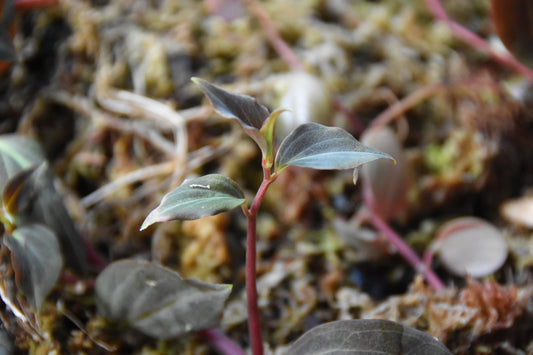 Peperomia aff bicolor "Peru Type 2"