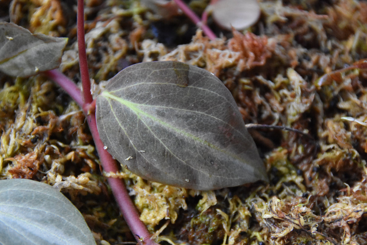 Peperomia aff bicolor 