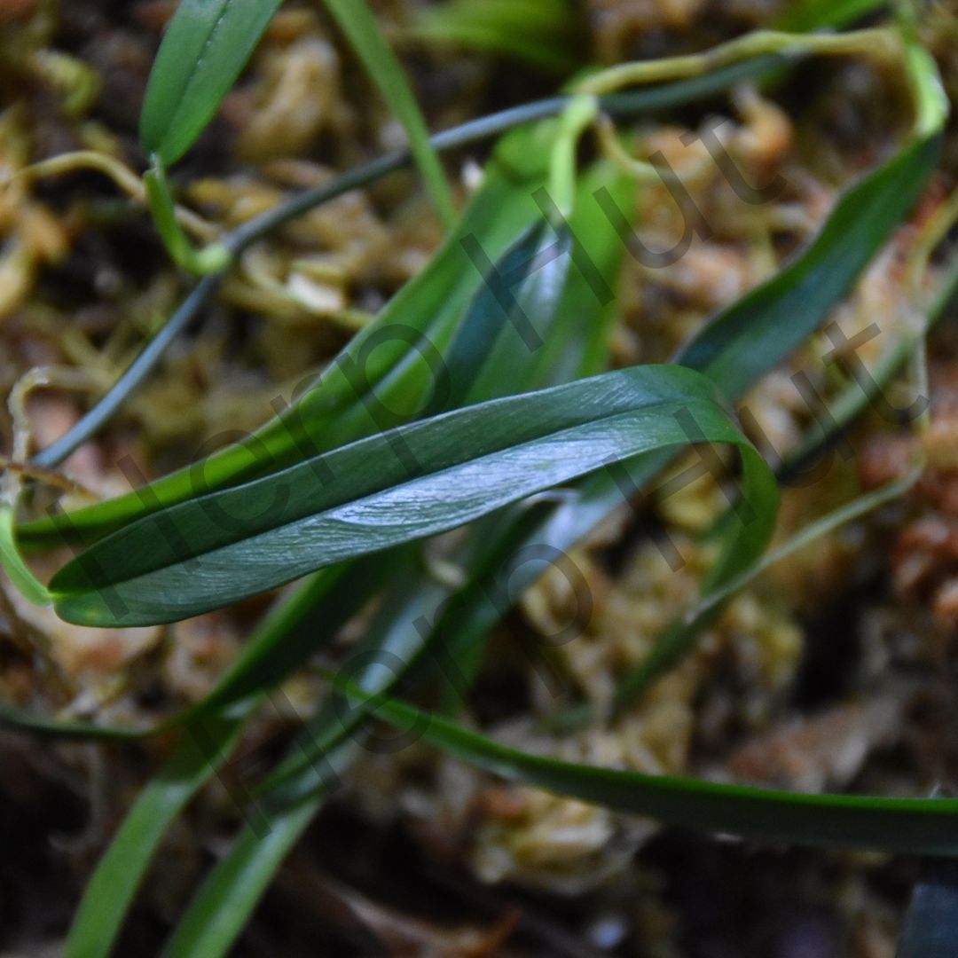 Philodendron aff. Chinchamayense "Long Leaf"