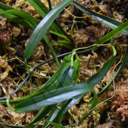 Philodendron aff. Chinchamayense "Long Leaf"