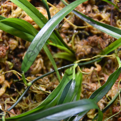 Philodendron aff. Chinchamayense "Long Leaf"