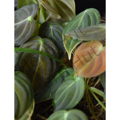 Philodendron melanochrysum