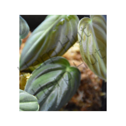 Philodendron melanochrysum