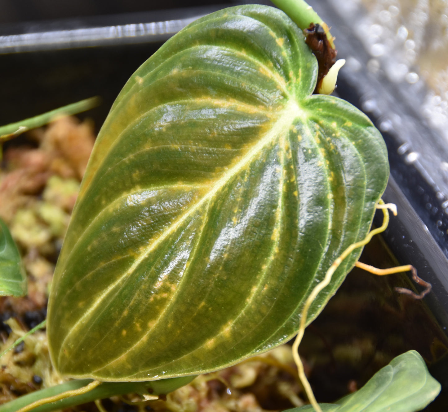 Philodendron melanochrysum