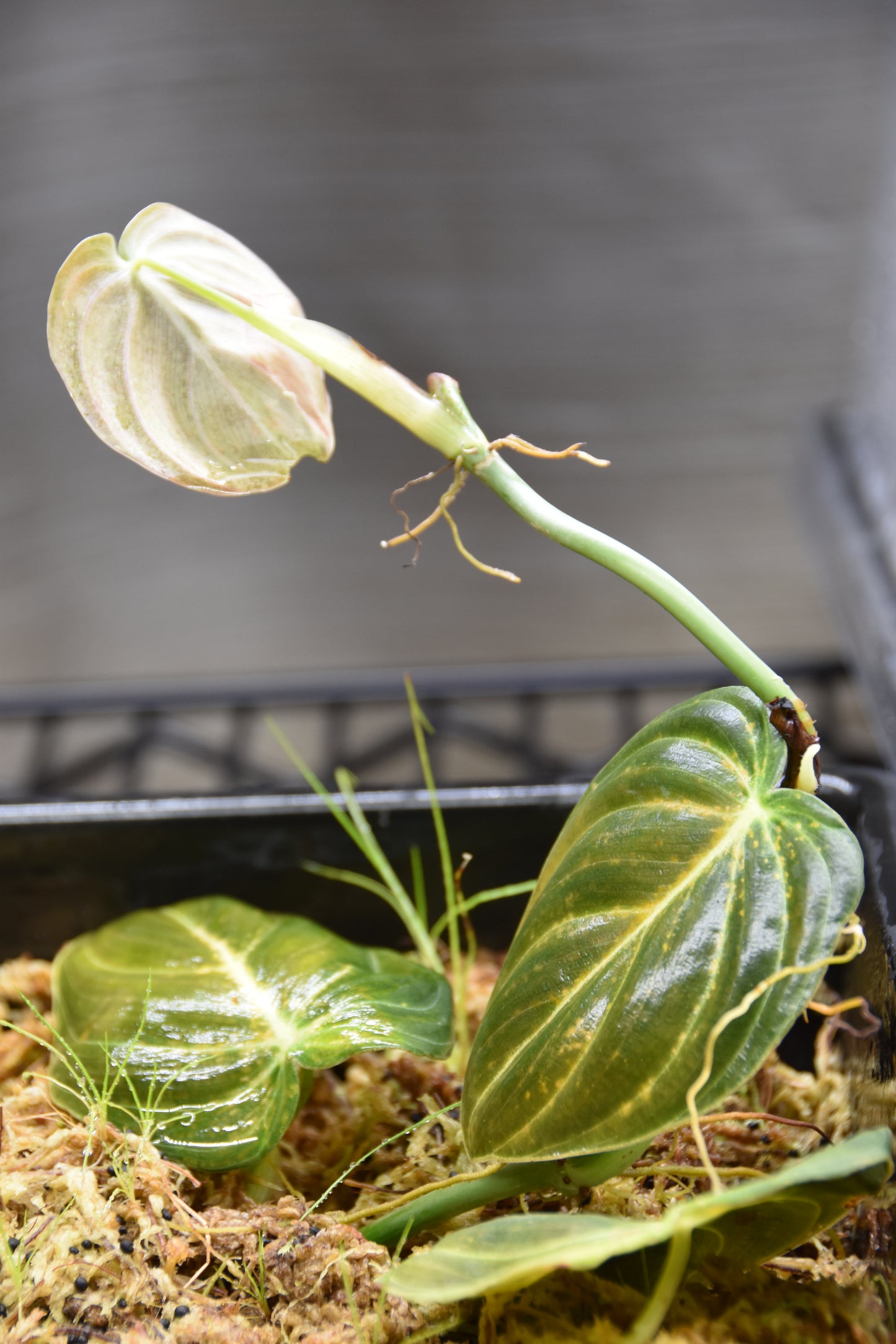 Philodendron melanochrysum