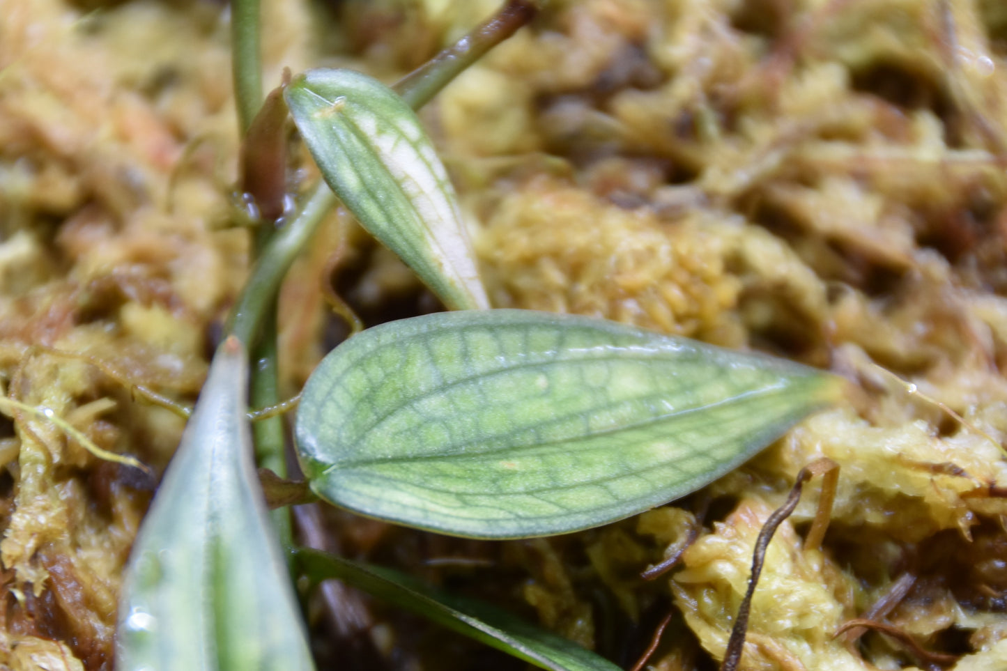 Philodendron Burle marx fantasy