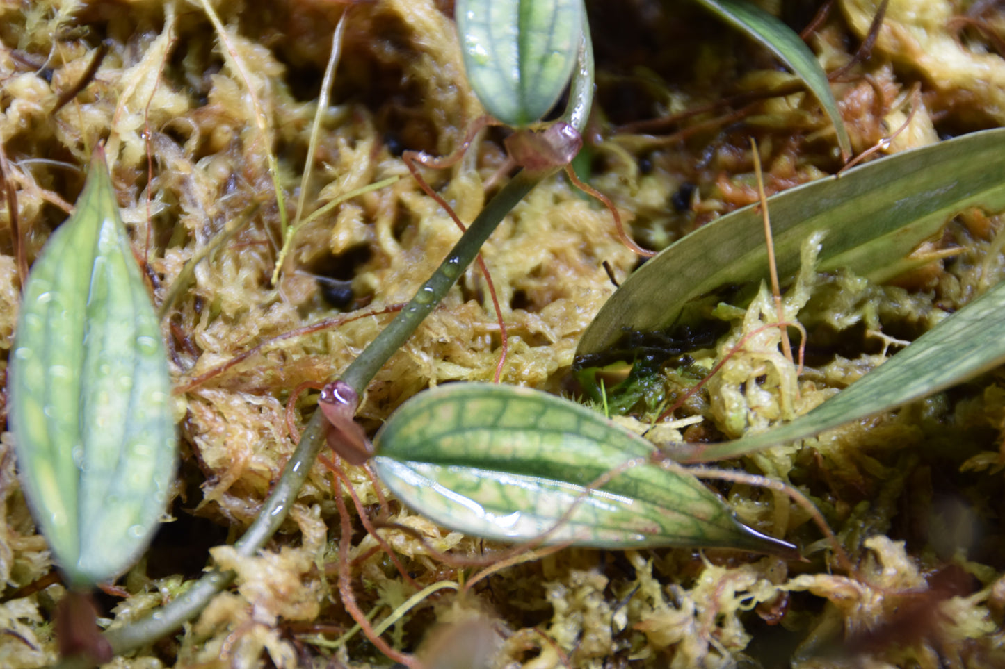 Philodendron Burle marx fantasy