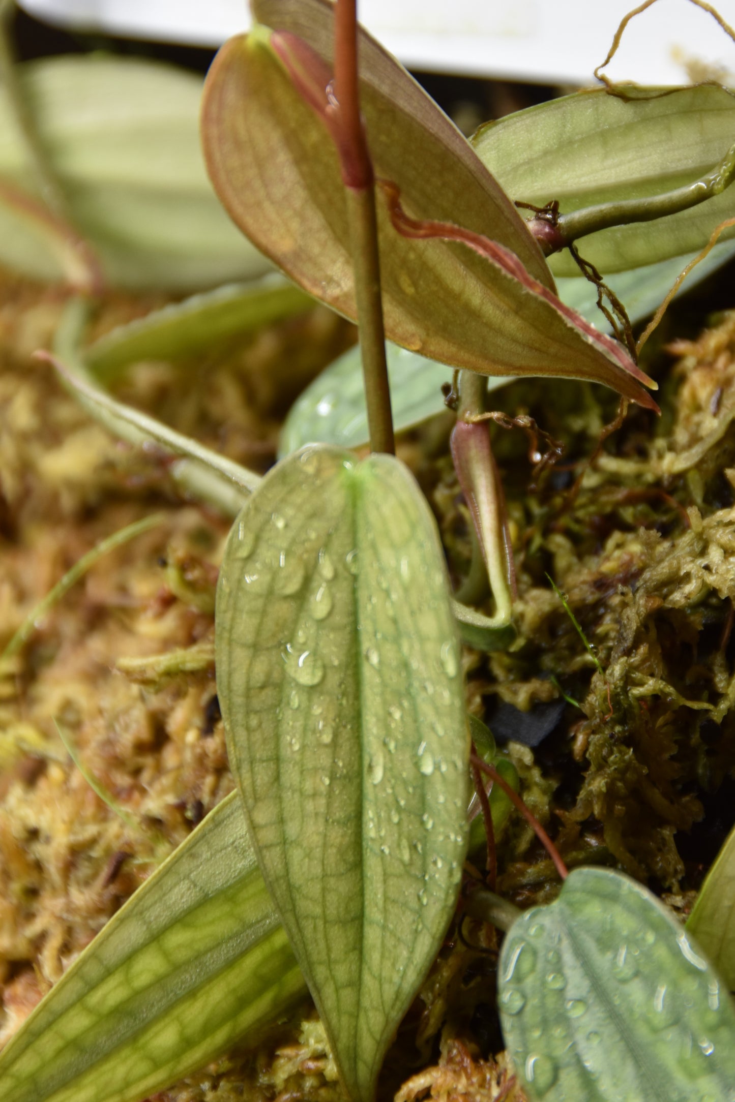 Philodendron Burle marx fantasy
