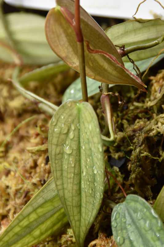 Philodendron Burle marx fantasy